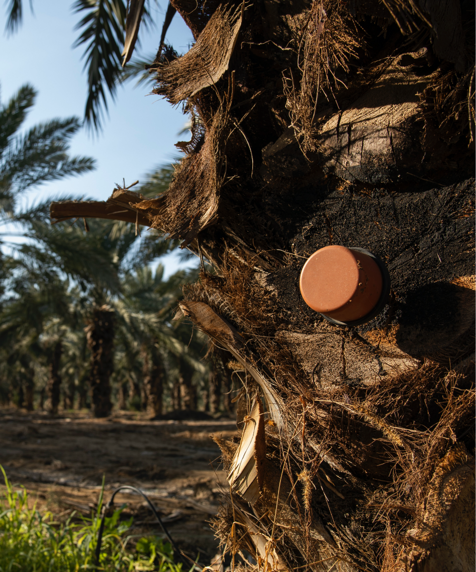 Landscape Maintenance