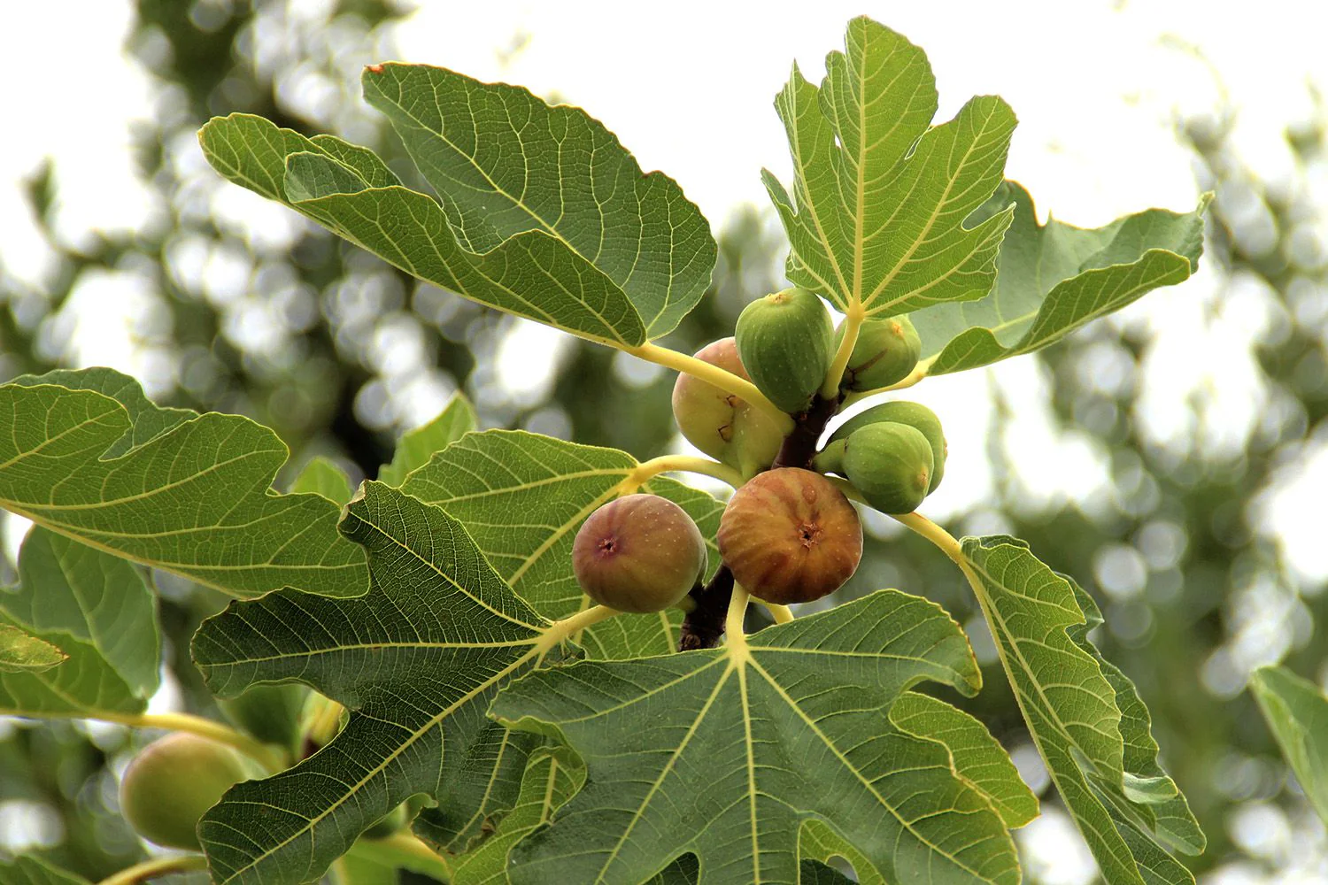 Fig Plant