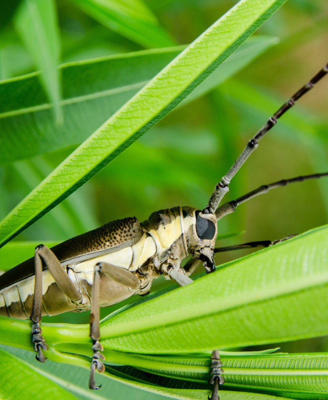Mango Stem Borer