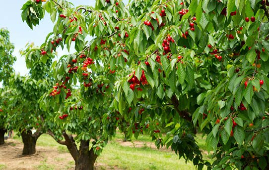 Cherry Tree