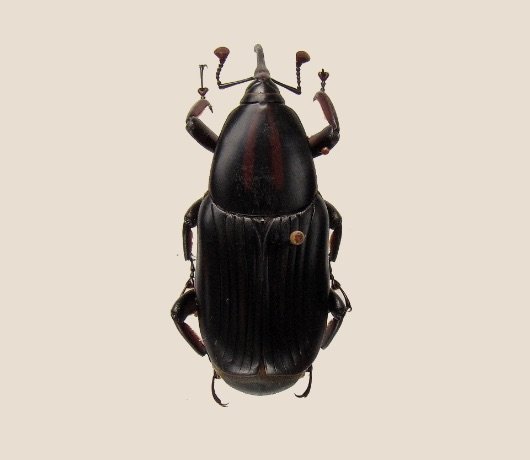 Agricultural Scene 2