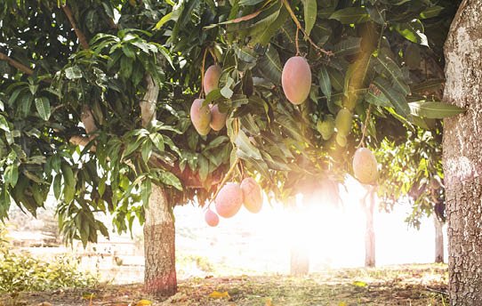 Mango Tree