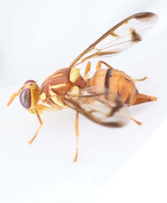 Agricultural Scene 1